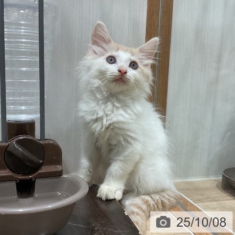 ノルウェージャンフォレストキャットの写真