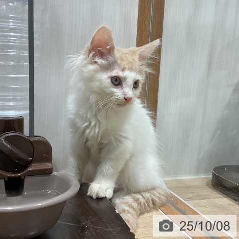 ノルウェージャンフォレストキャットの写真