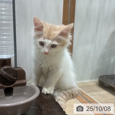 ノルウェージャンフォレストキャットの写真