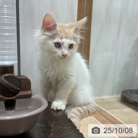 ノルウェージャンフォレストキャットの写真
