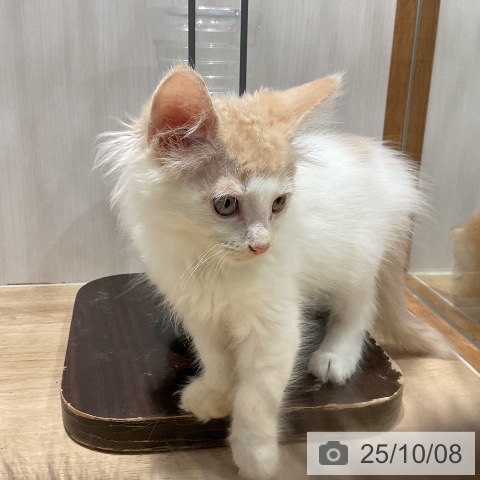 ノルウェージャンフォレストキャットの写真