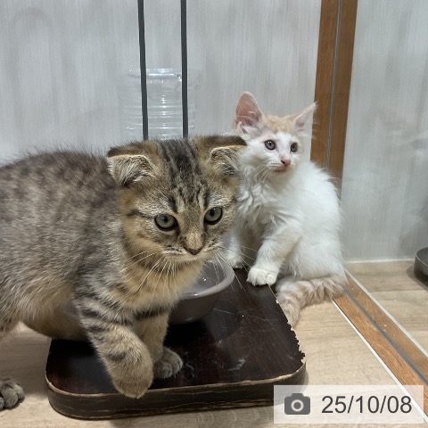 ノルウェージャンフォレストキャットの写真