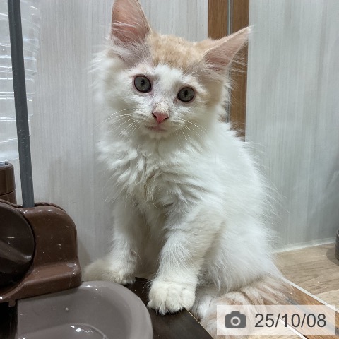 ノルウェージャンフォレストキャットの写真