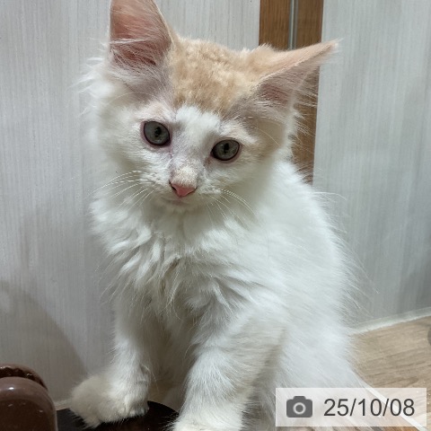 ノルウェージャンフォレストキャットの写真