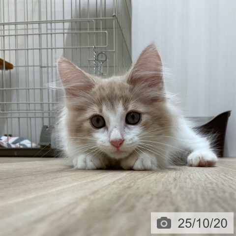 ノルウェージャンフォレストキャットの写真