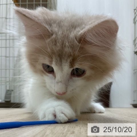 ノルウェージャンフォレストキャットの写真