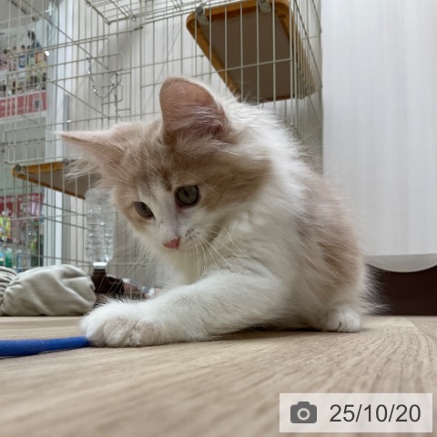 ノルウェージャンフォレストキャットの写真