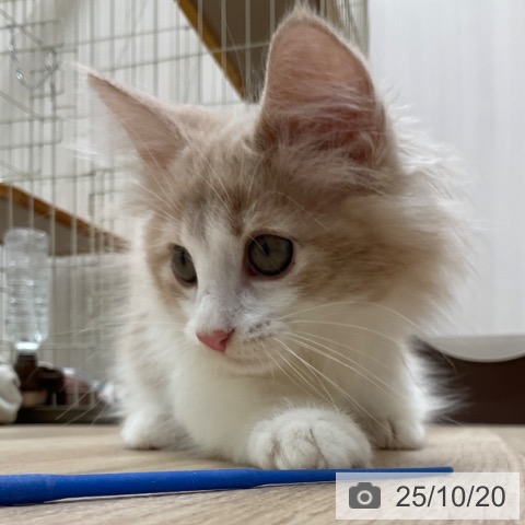 ノルウェージャンフォレストキャットの写真