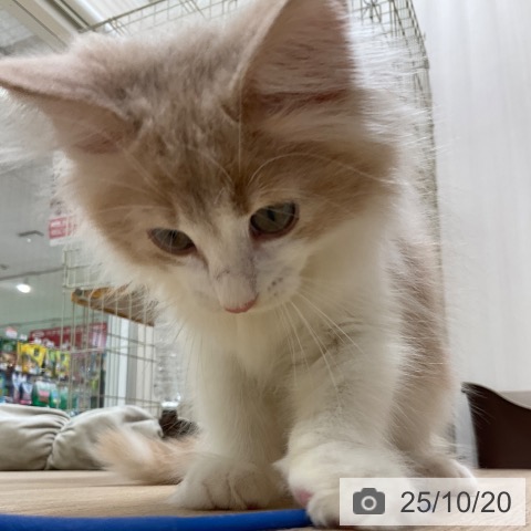 ノルウェージャンフォレストキャットの写真