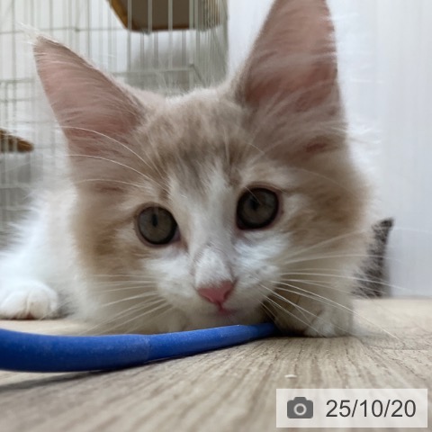 ノルウェージャンフォレストキャットの写真