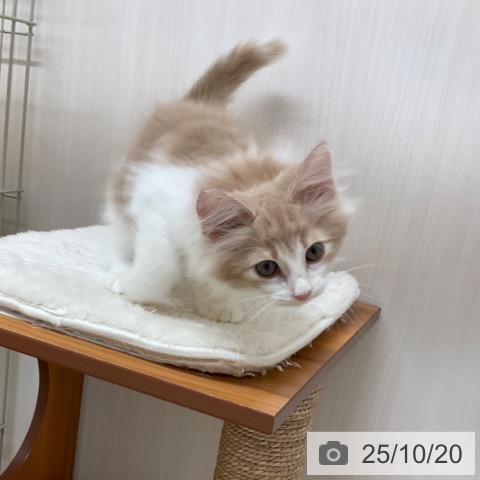 ノルウェージャンフォレストキャットの写真