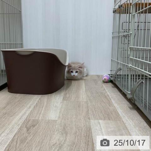 ノルウェージャンフォレストキャットの写真