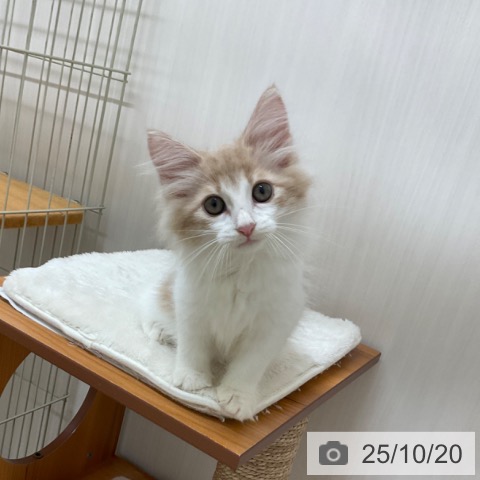 ノルウェージャンフォレストキャットの写真