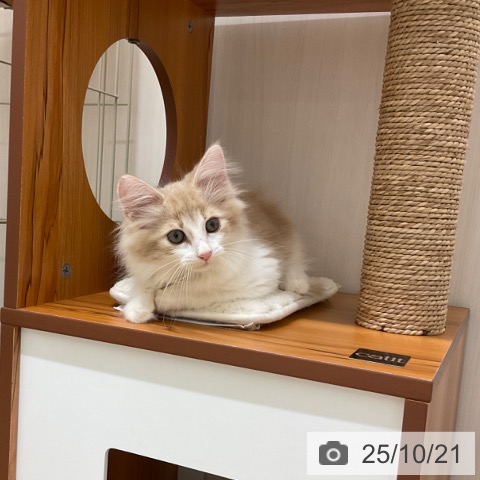 ノルウェージャンフォレストキャットの写真