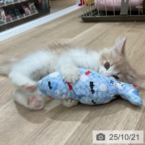 ノルウェージャンフォレストキャットの写真
