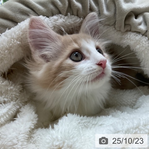 ノルウェージャンフォレストキャットの写真
