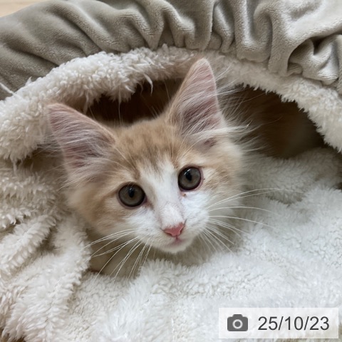 ノルウェージャンフォレストキャットの写真