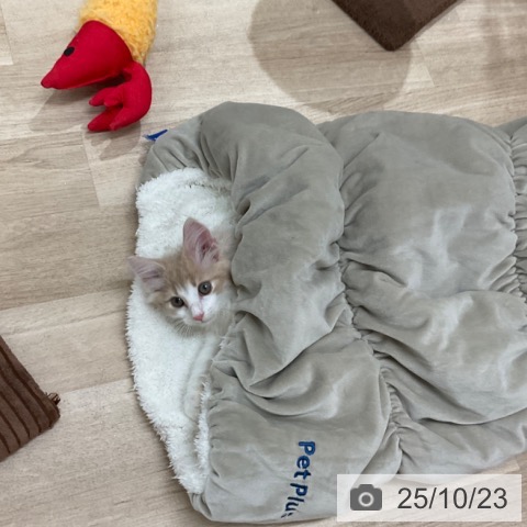 ノルウェージャンフォレストキャットの写真