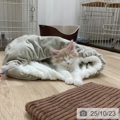 ノルウェージャンフォレストキャットの写真