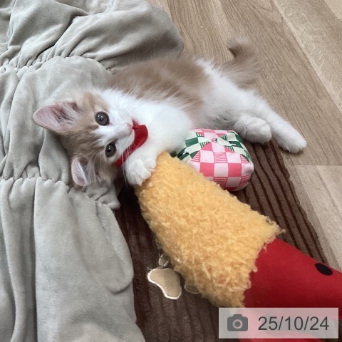 ノルウェージャンフォレストキャットの写真
