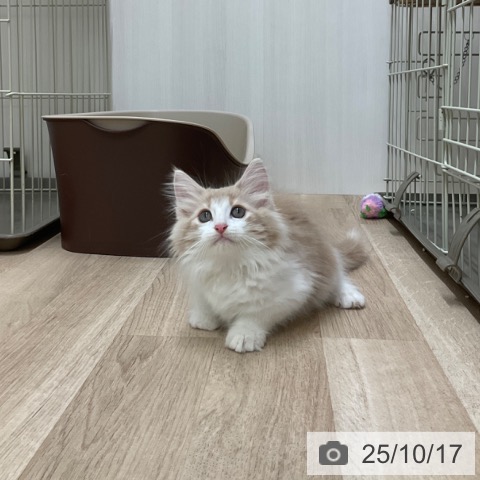 ノルウェージャンフォレストキャットの写真