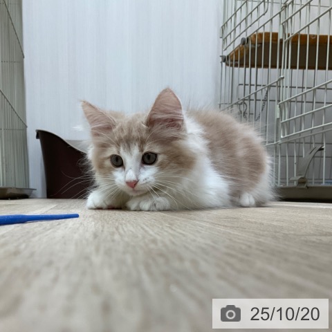 ノルウェージャンフォレストキャットの写真