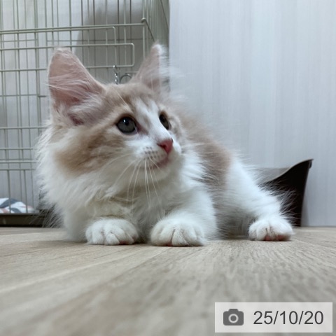 ノルウェージャンフォレストキャットの写真