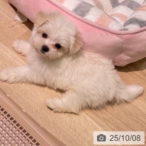 マルチーズの写真