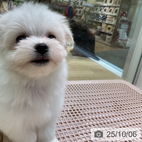 マルチーズの写真