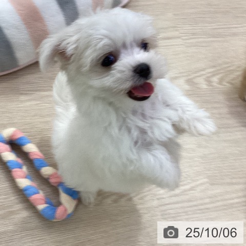 マルチーズの写真