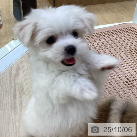 マルチーズの写真