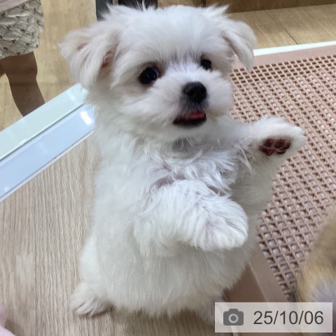 マルチーズの写真