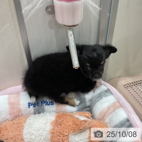 チワワの写真