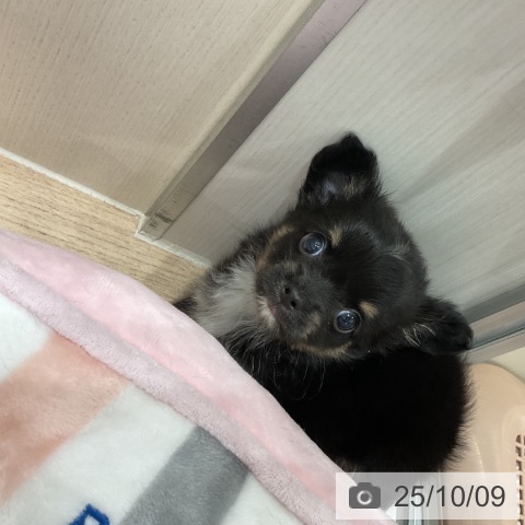チワワの写真