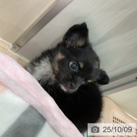 チワワの写真