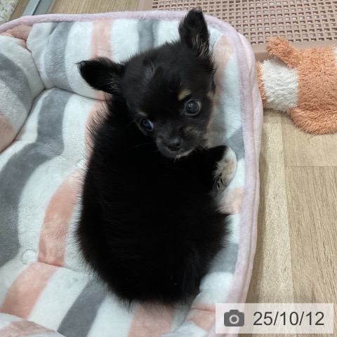 チワワの写真