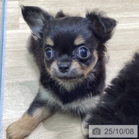 チワワの写真