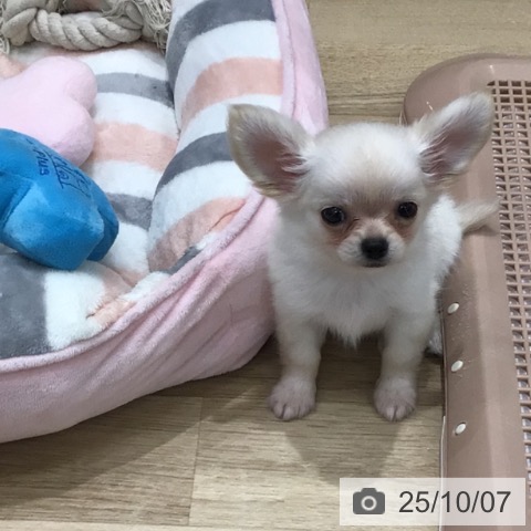 チワワの写真