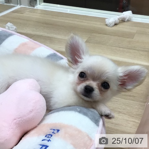 チワワの写真