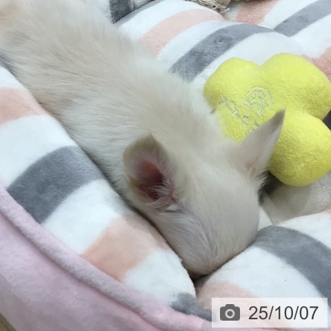 チワワの写真