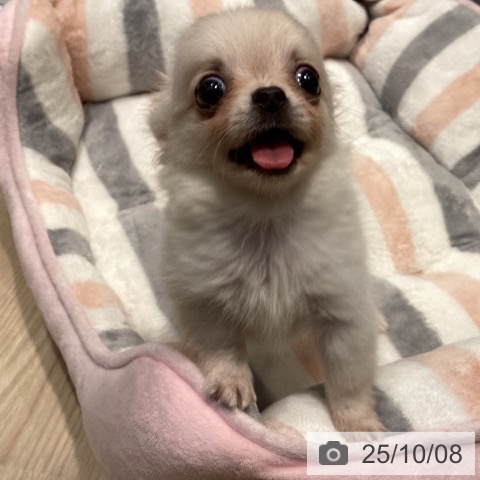 チワワの写真