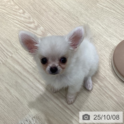 チワワの写真