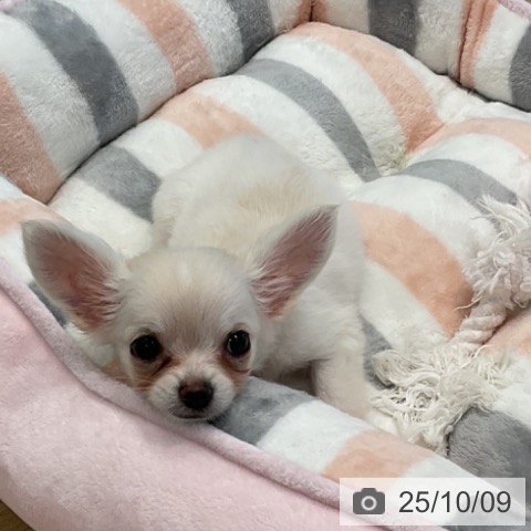 チワワの写真