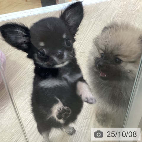 チワワの写真