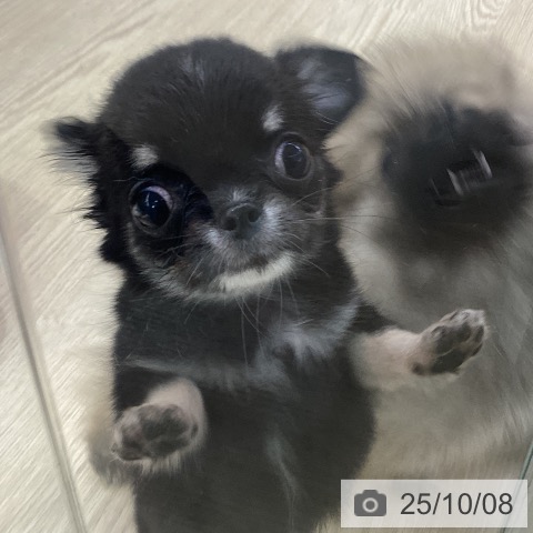チワワの写真