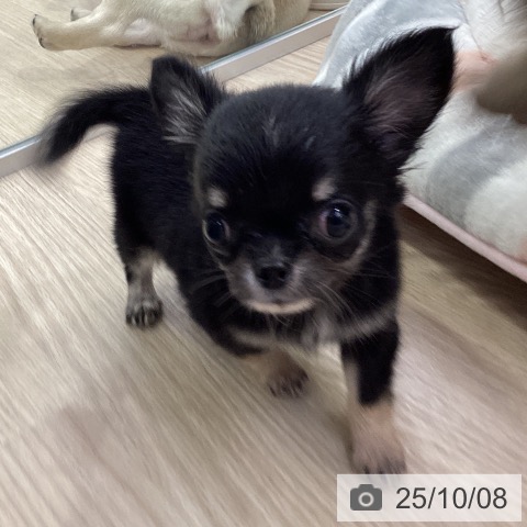 チワワの写真