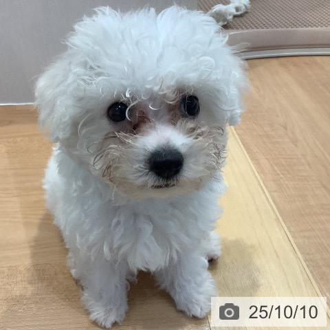 ビション・フリーゼの写真