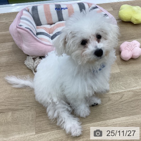 ビション・フリーゼの写真