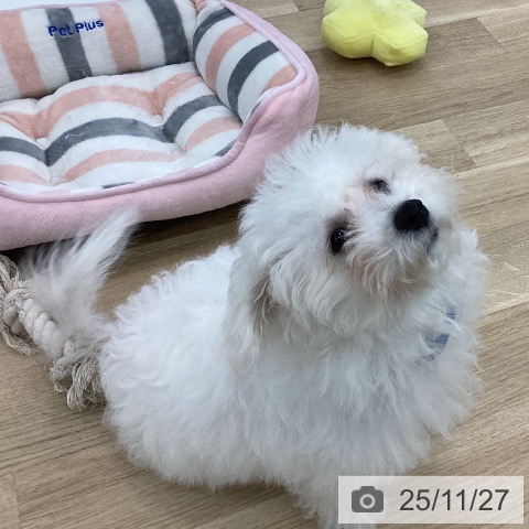 ビション・フリーゼの写真