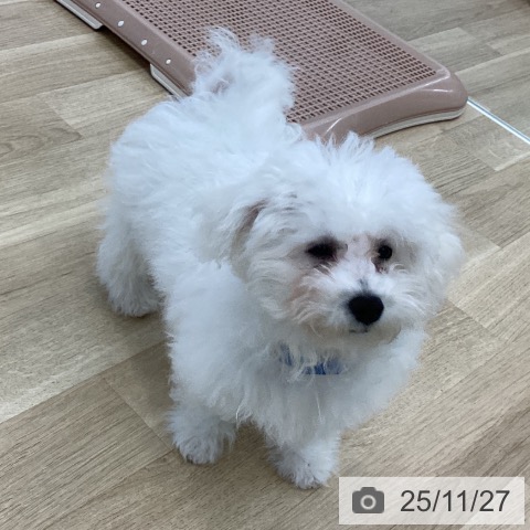 ビション・フリーゼの写真